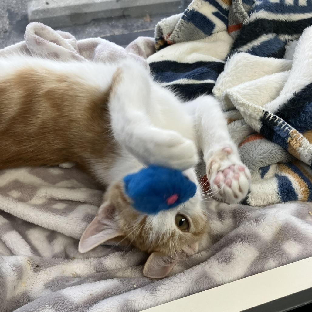 Enlarge Corn--In Foster, a Adoptable Domestic Short Hair in Fargo, ND image 3/4