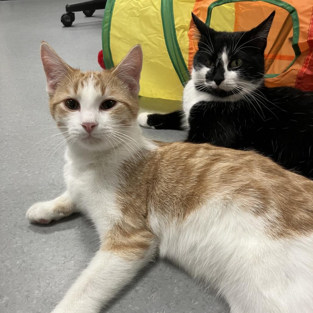 Enlarge Corn--In Foster, a Adoptable Domestic Short Hair in Fargo, ND image 4/4