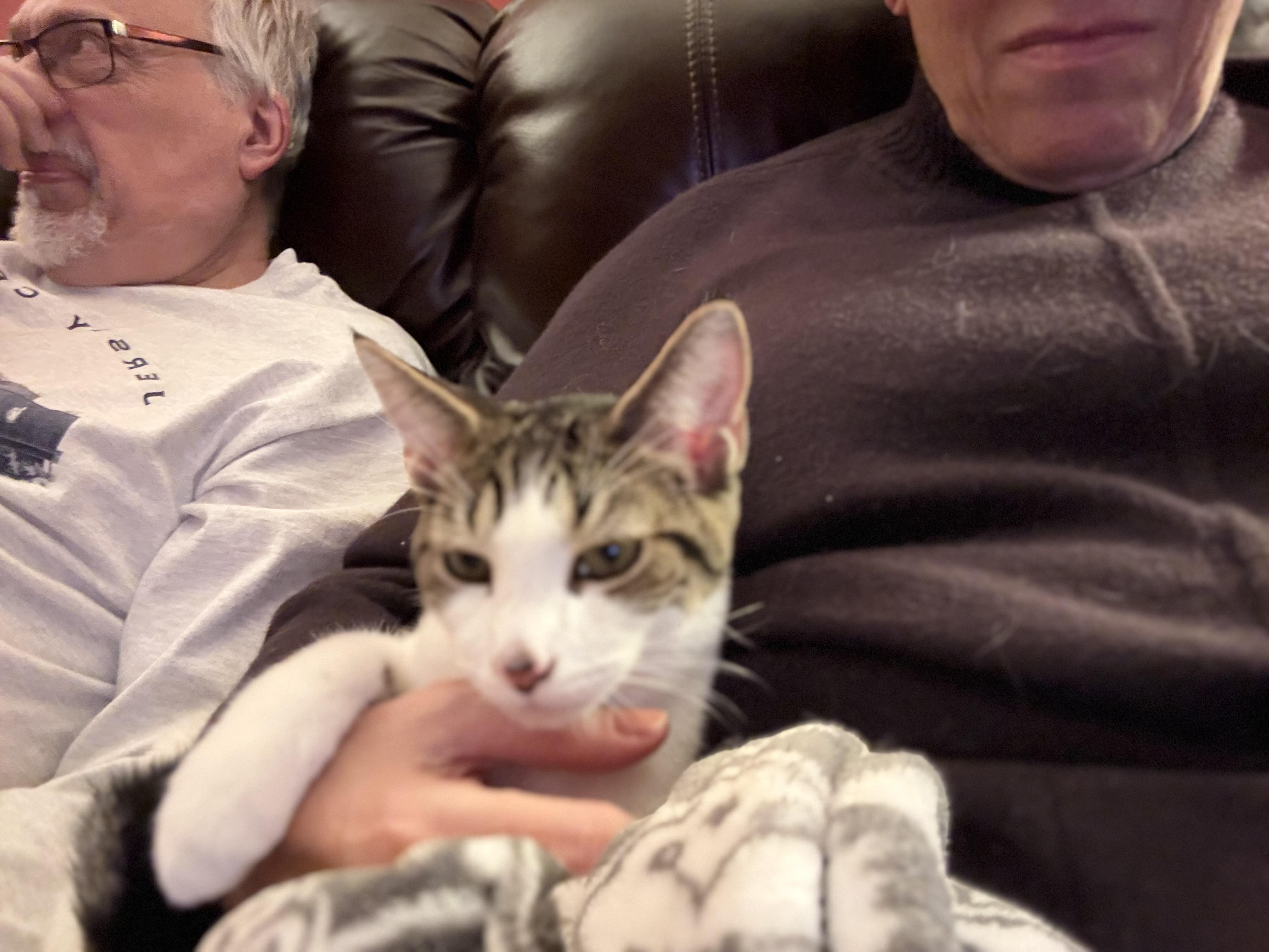 Enlarge Sebastian, a Adoptable Tabby in Cornwall, NY image 1/2