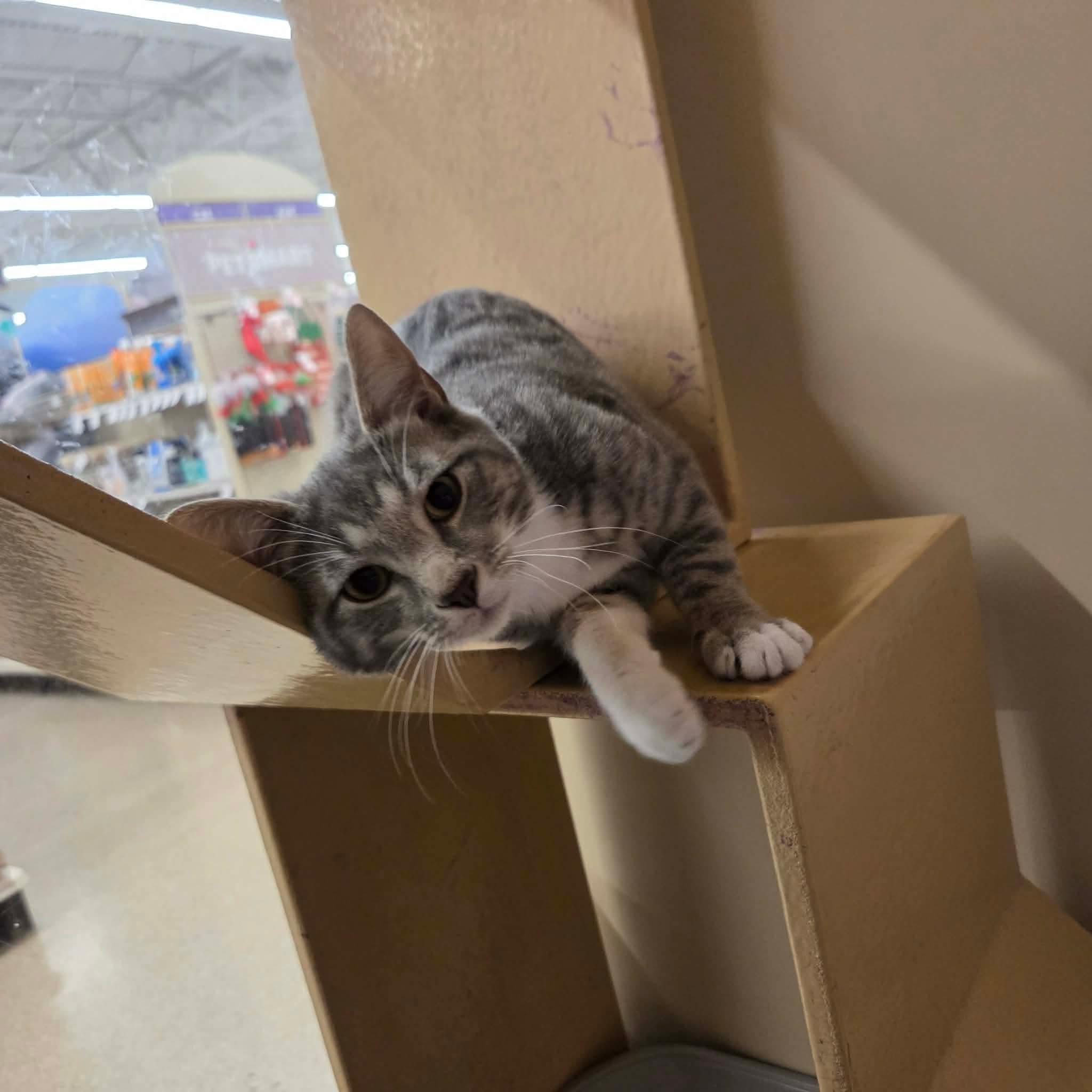 Enlarge Chutney - 20% off , an adoptable mixed breed in Gladstone, OR image 6/6