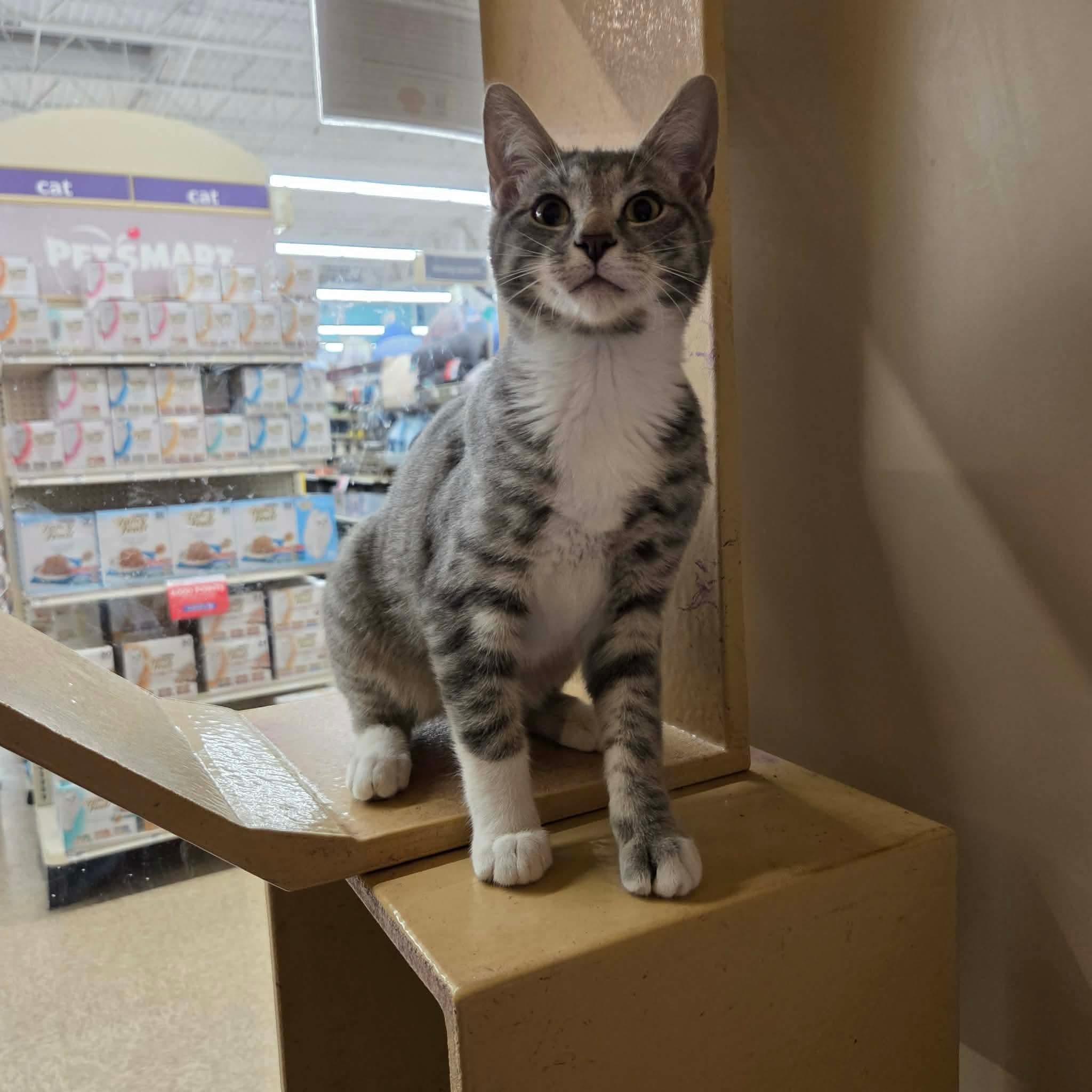 Enlarge Chutney - 20% off , an adoptable mixed breed in Gladstone, OR image 1/6