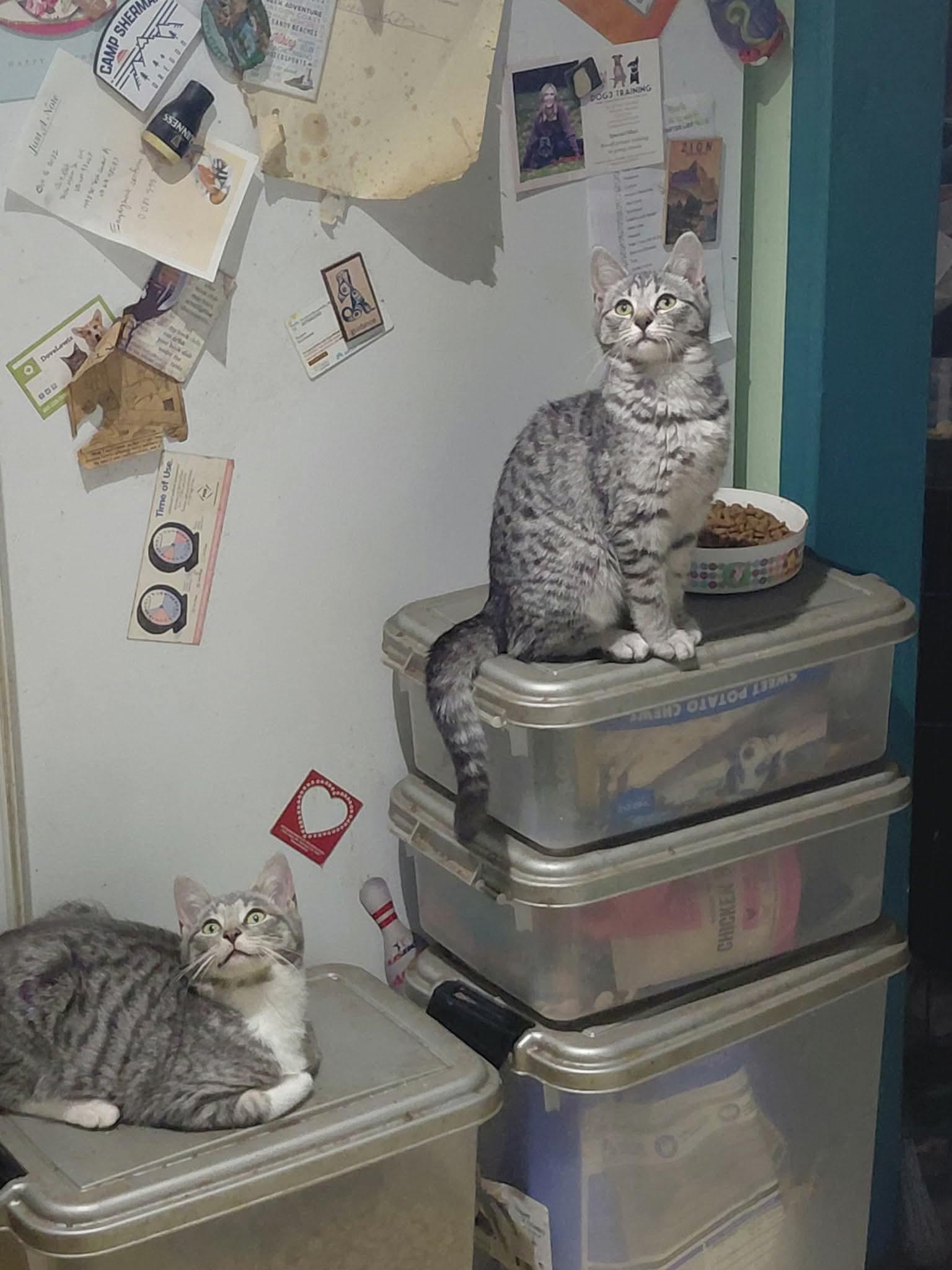 Enlarge Chutney - 20% off , an adoptable mixed breed in Gladstone, OR image 4/6