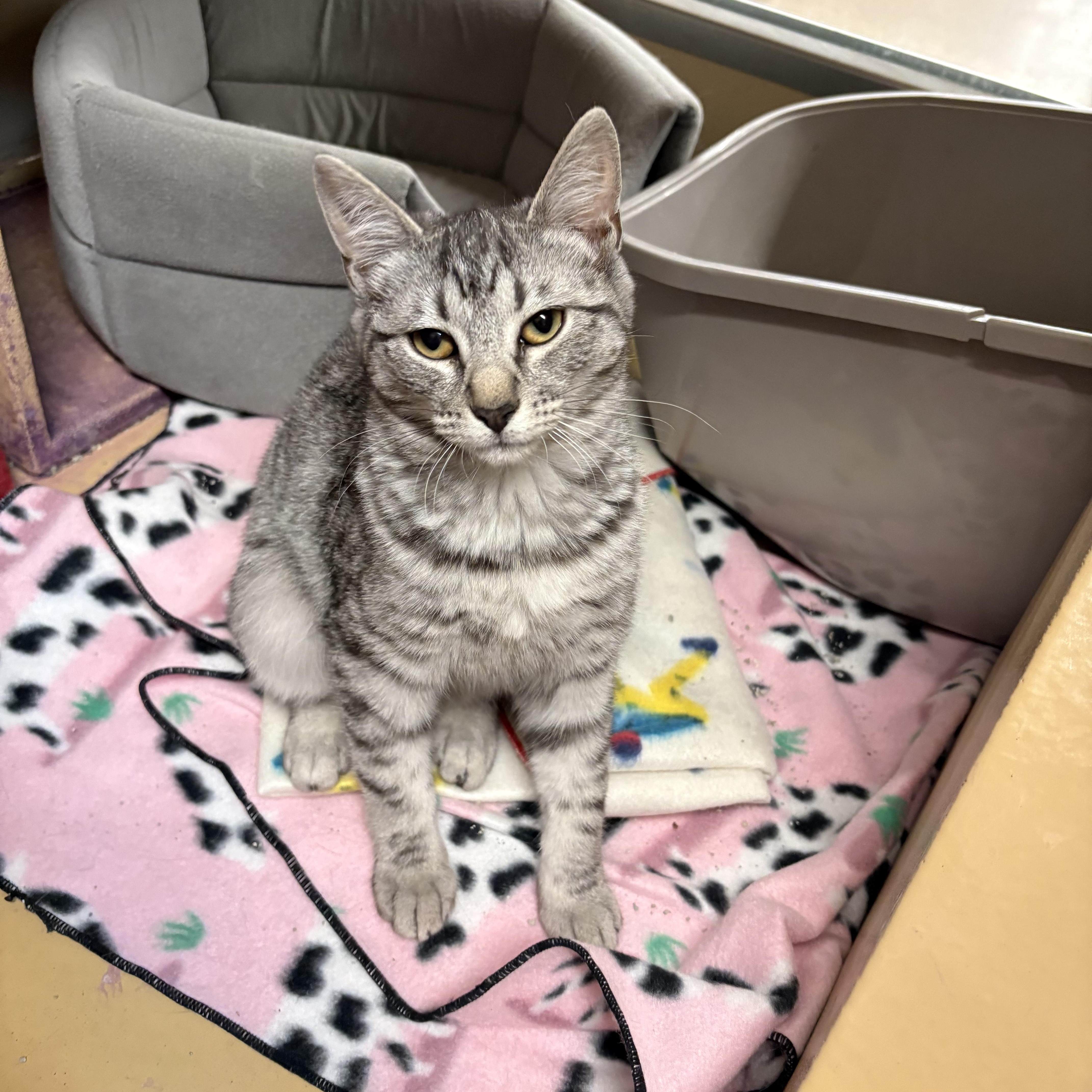 Enlarge Chutney - 20% off , an adoptable mixed breed in Gladstone, OR image 5/6