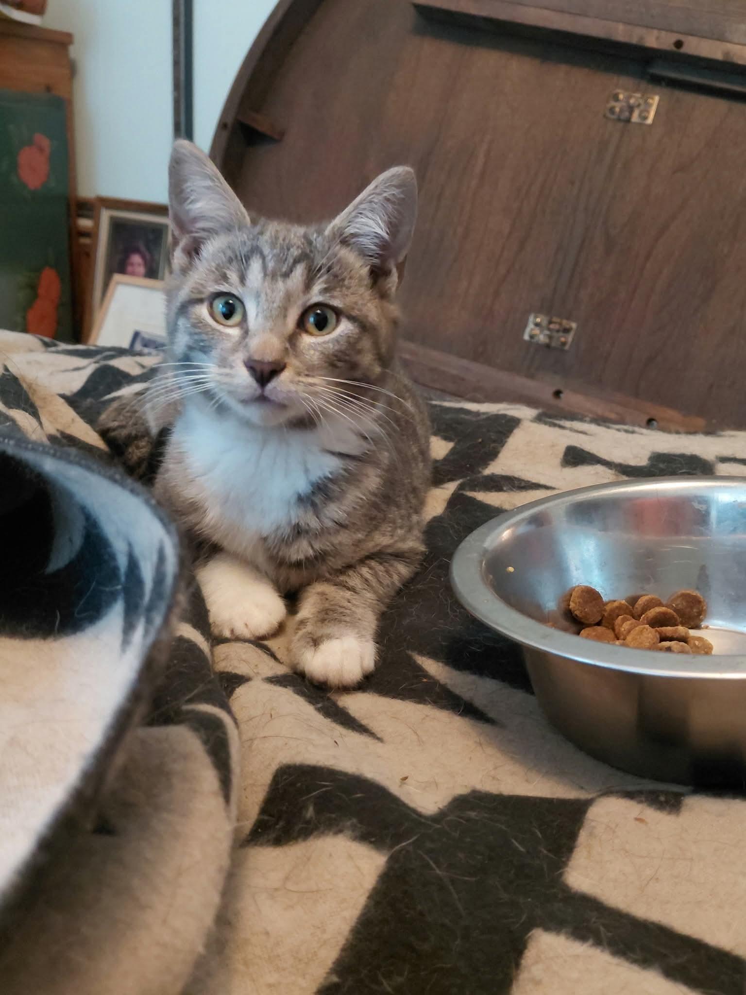 Enlarge Chutney - 20% off , an adoptable mixed breed in Gladstone, OR image 2/6