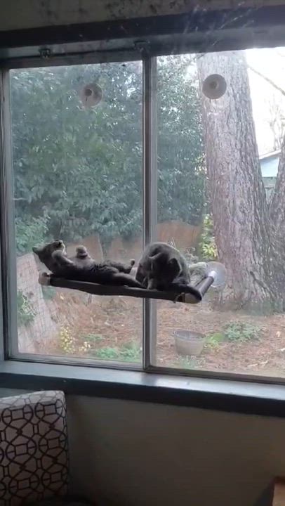 Enlarge Chutney - 20% off , an adoptable mixed breed in Gladstone, OR video 3/6