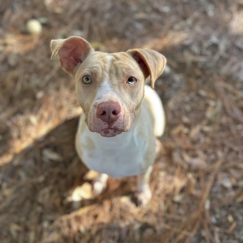 Mary Kate, a Adoptable Mixed Breed in Milton, FL image 1/6
