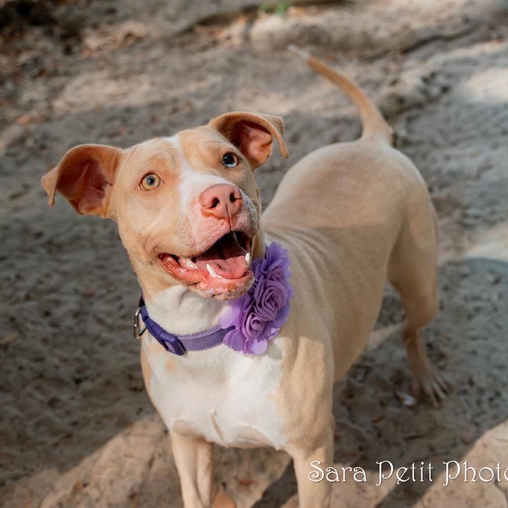 Mary Kate, a Adoptable Mixed Breed in Milton, FL image 2/6