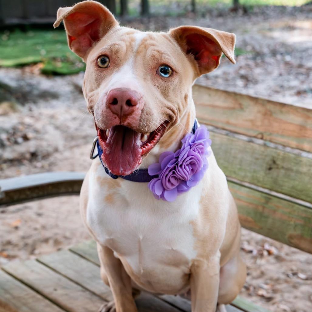 Mary Kate, a Adoptable Mixed Breed in Milton, FL image 3/6