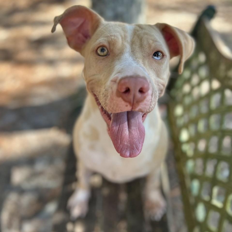 Mary Kate, a Adoptable Mixed Breed in Milton, FL image 4/6