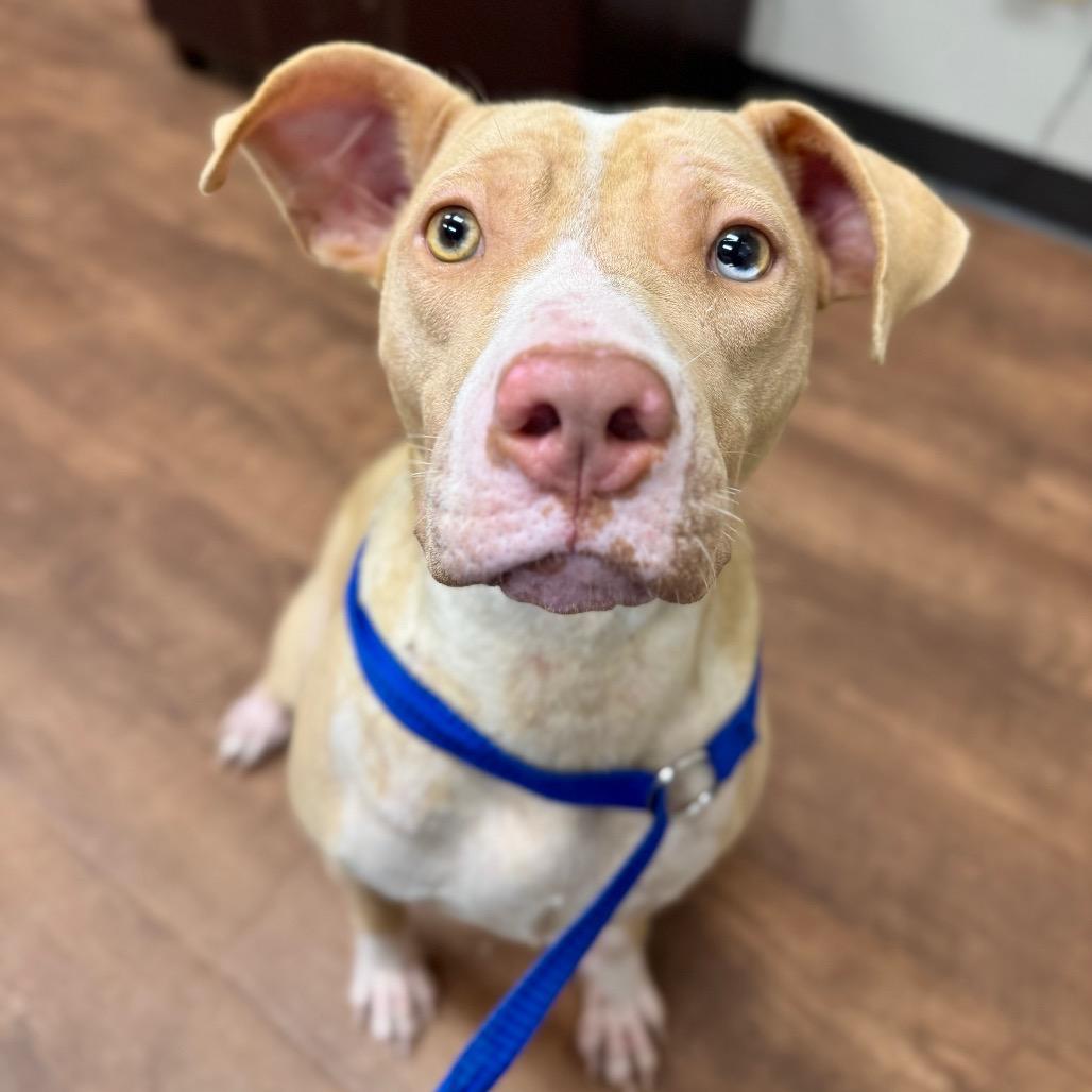 Mary Kate, a Adoptable Mixed Breed in Milton, FL image 5/6