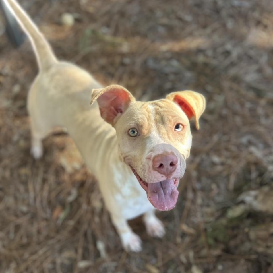 Mary Kate, a Adoptable Mixed Breed in Milton, FL image 6/6