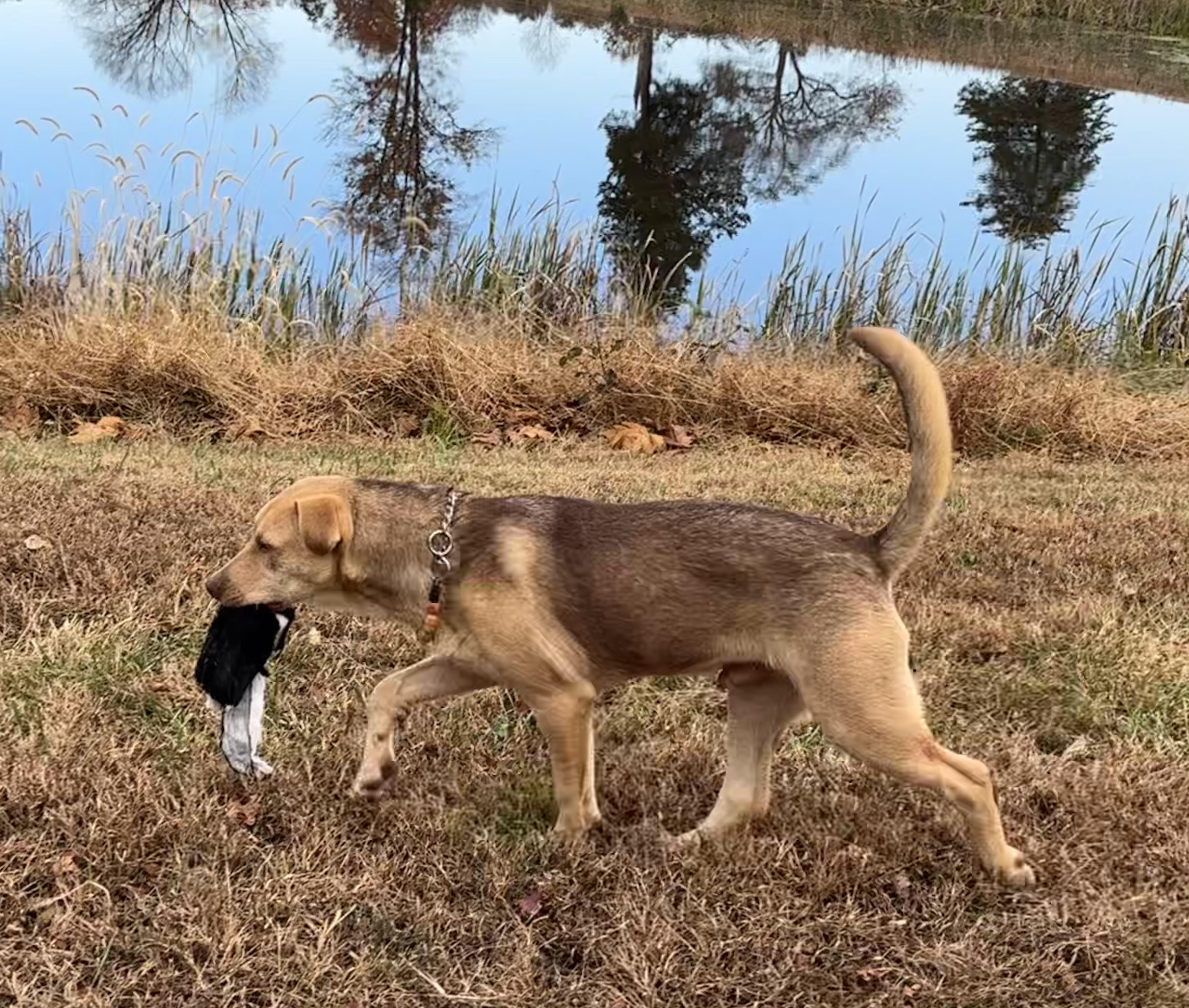 Enlarge Devani, an adopted mixed breed in Danville, VA image 1/6