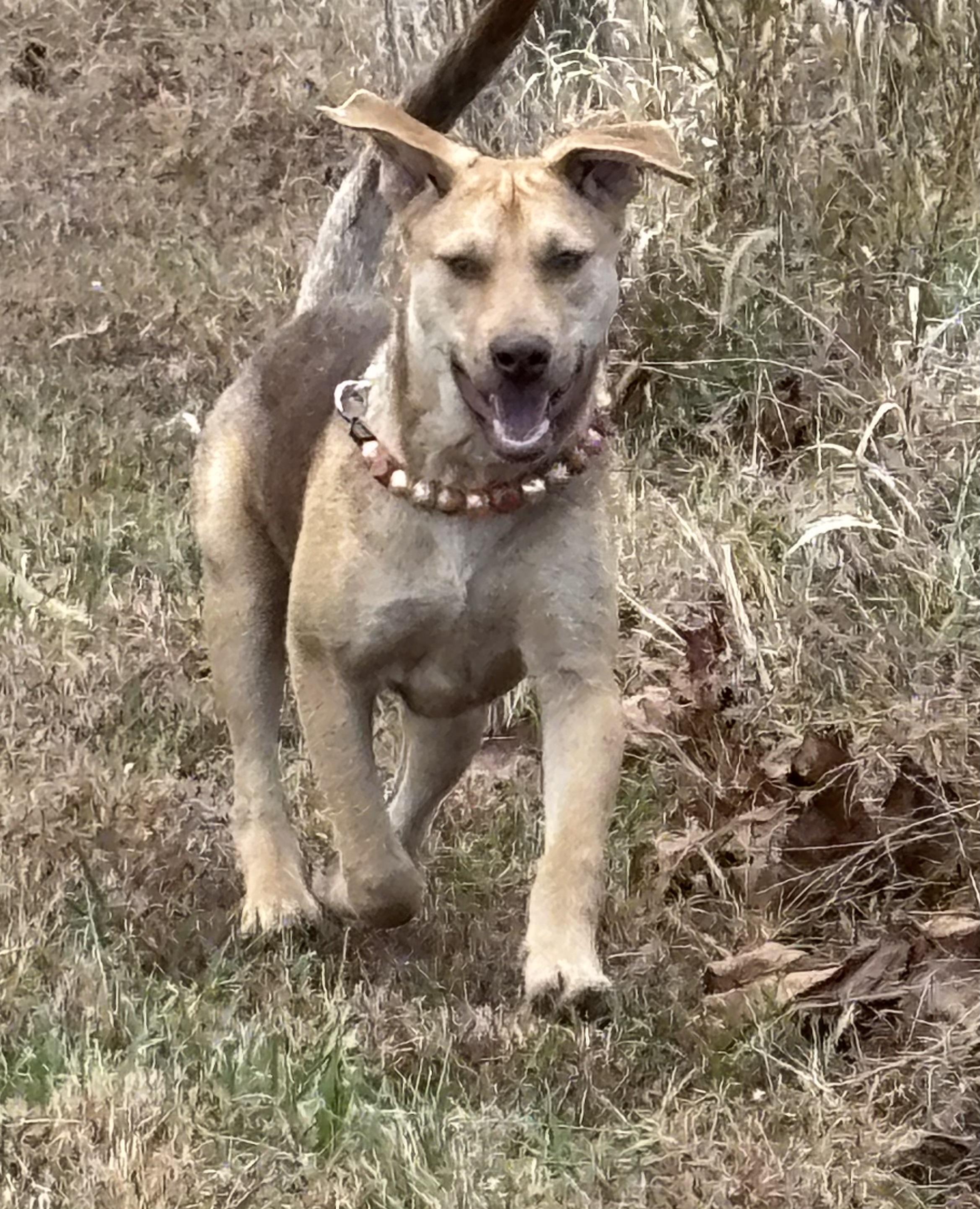 Enlarge Devani, an adopted mixed breed in Danville, VA image 2/6