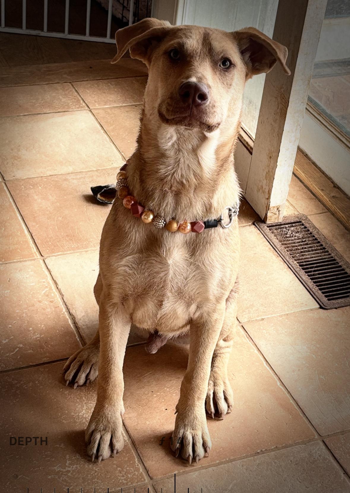 Enlarge Devani, an adopted mixed breed in Danville, VA image 3/6