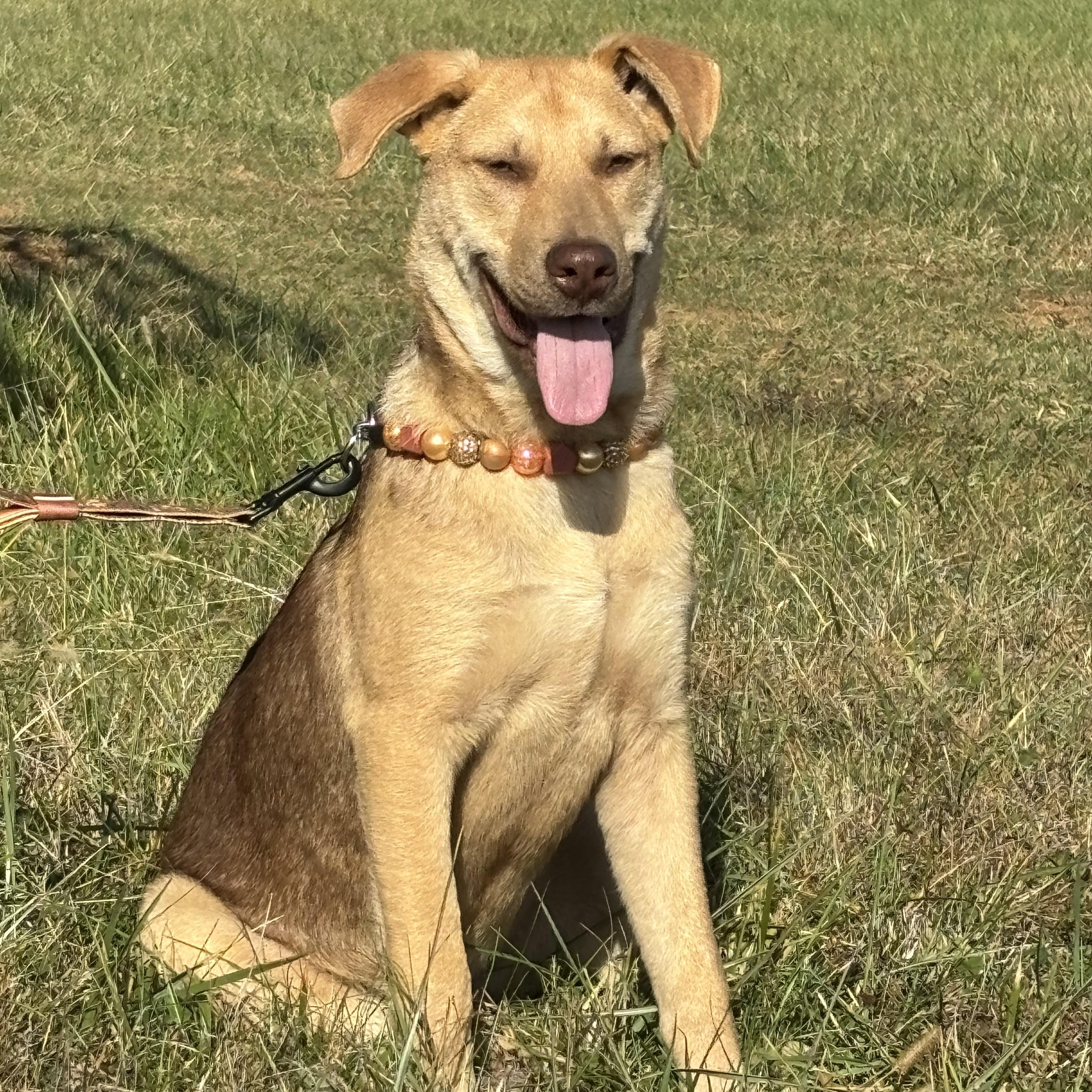 Enlarge Devani, an adopted mixed breed in Danville, VA image 4/6