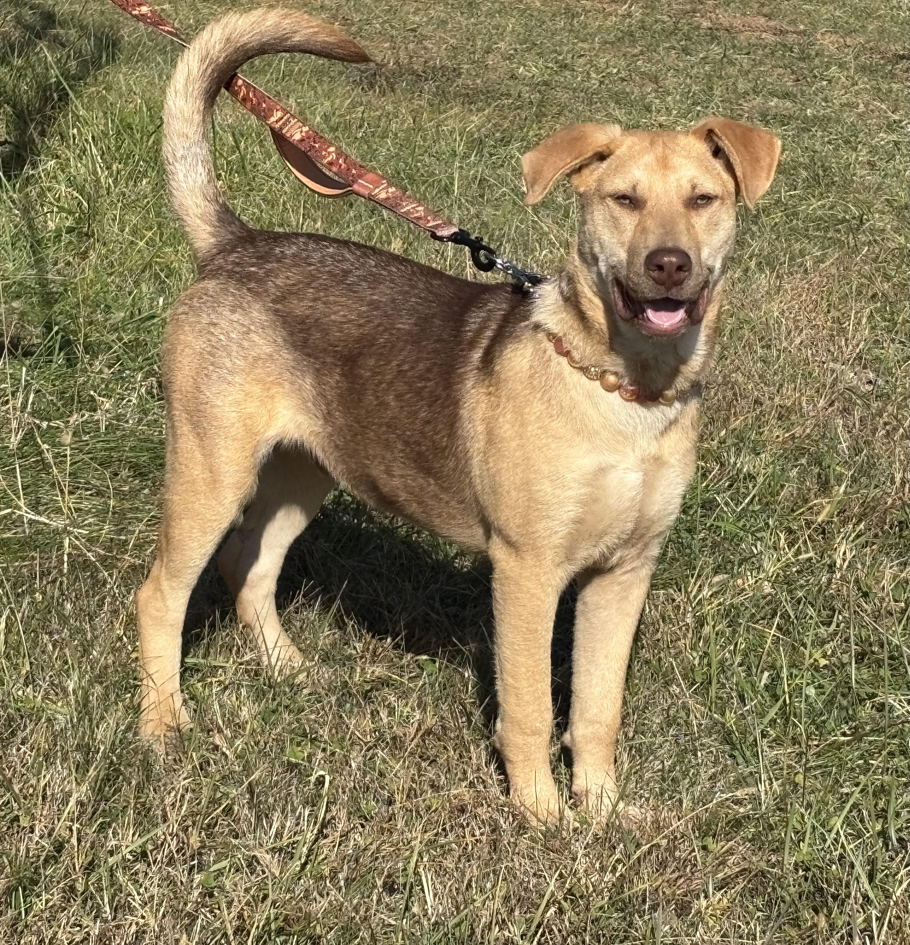 Enlarge Devani, an adopted mixed breed in Danville, VA image 5/6