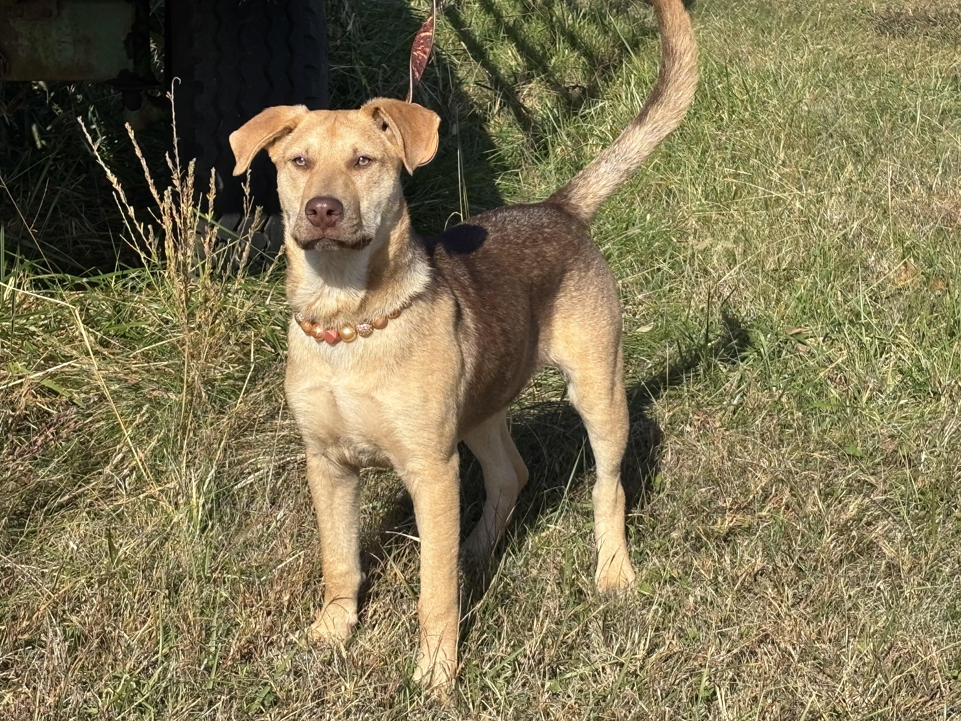 Enlarge Devani, an adopted mixed breed in Danville, VA image 6/6