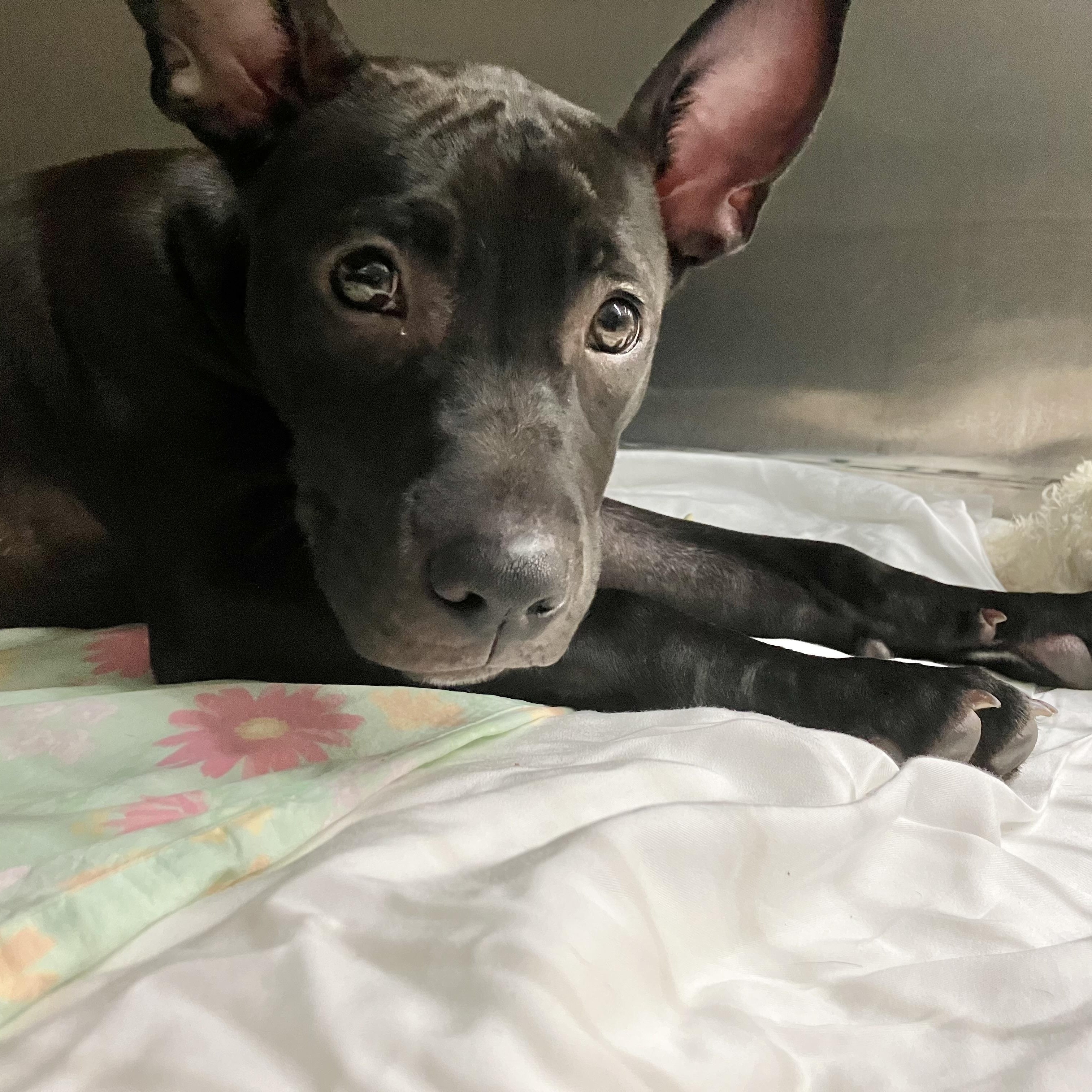 Cinnamon, Adoptable, Puppy Female Labrador Retriever.