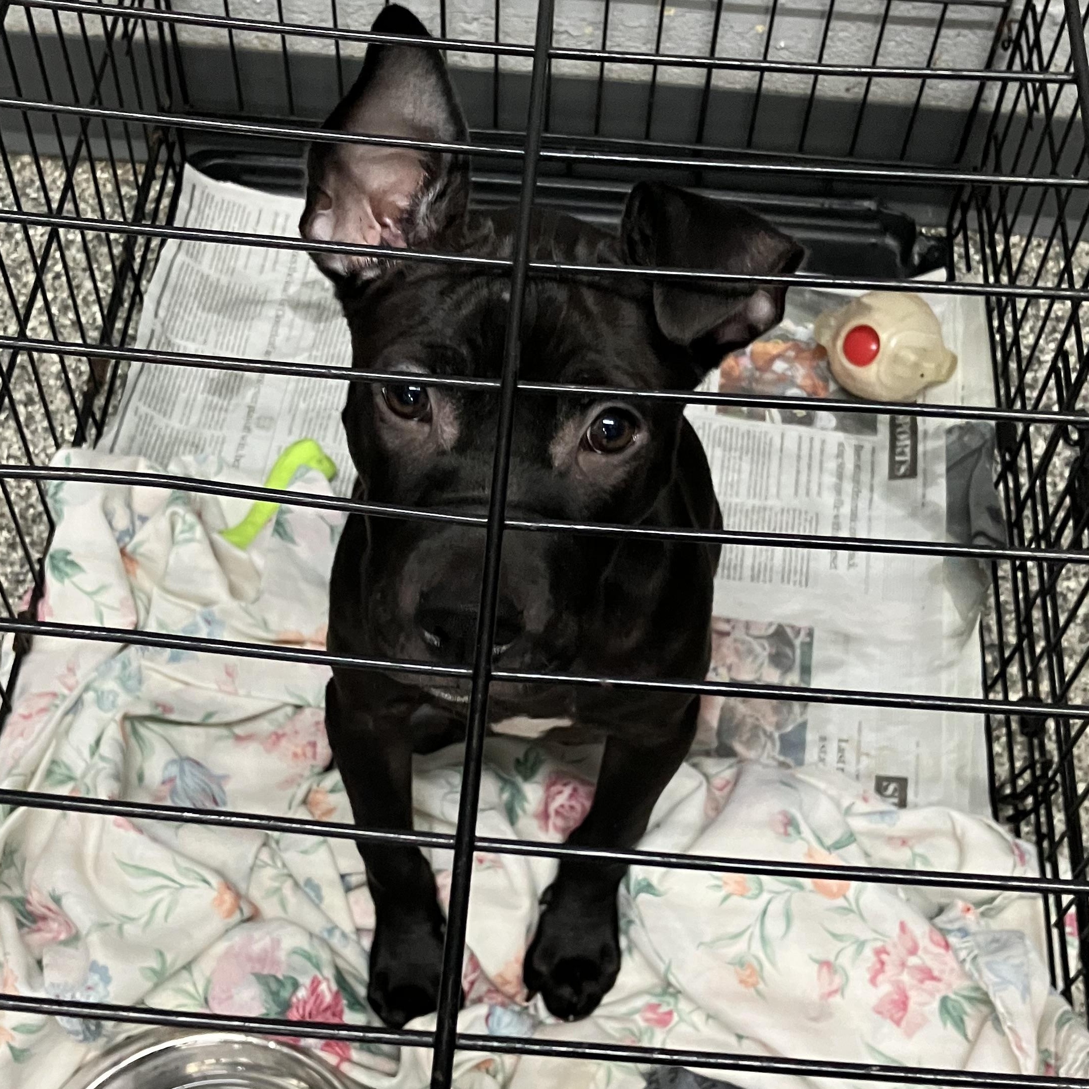 Enlarge Cinnamon, a Adoptable mixed breed in Parma, OH image 2/3