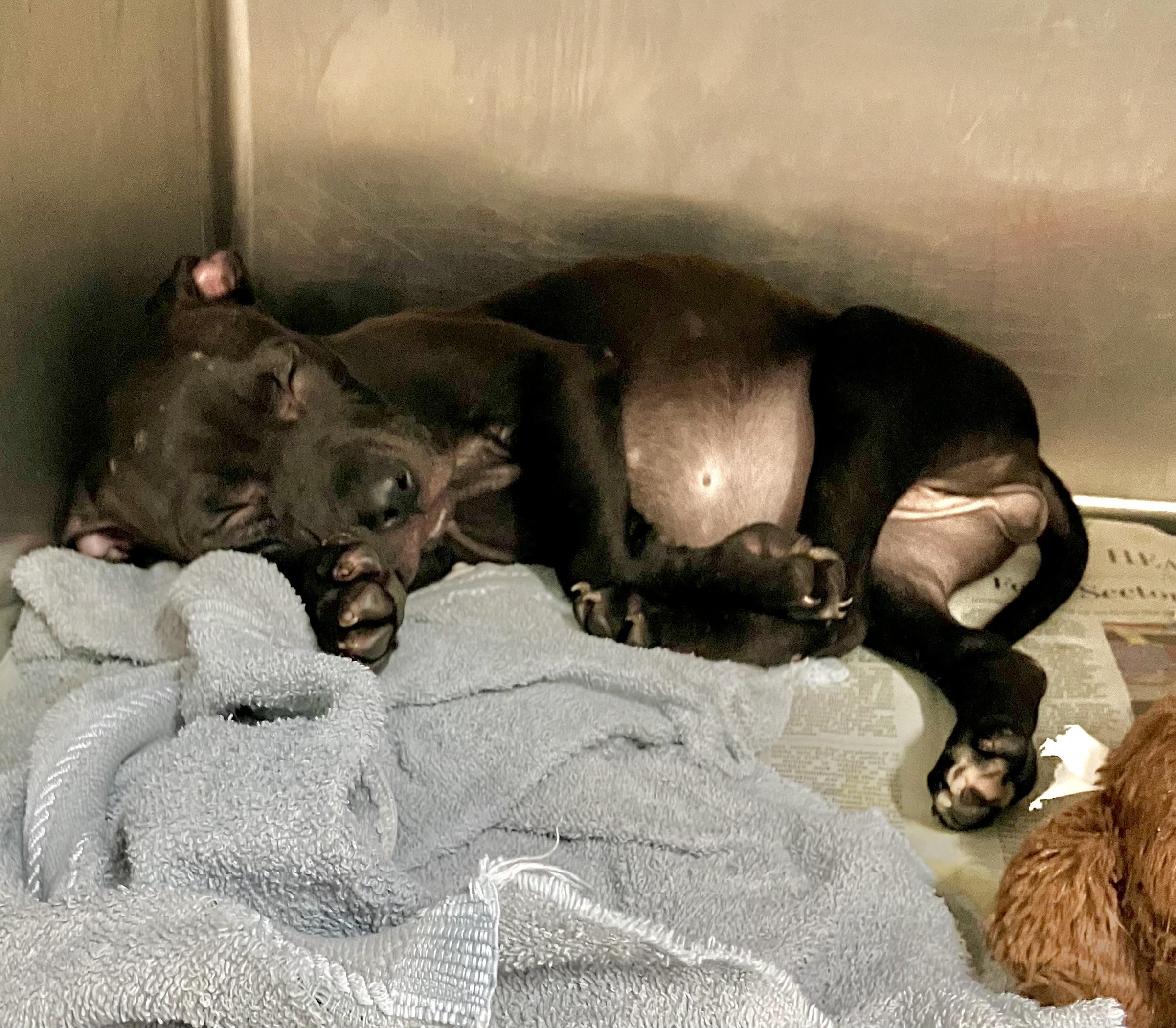 Cinnamon, Adoptable, Puppy Female Labrador Retriever.