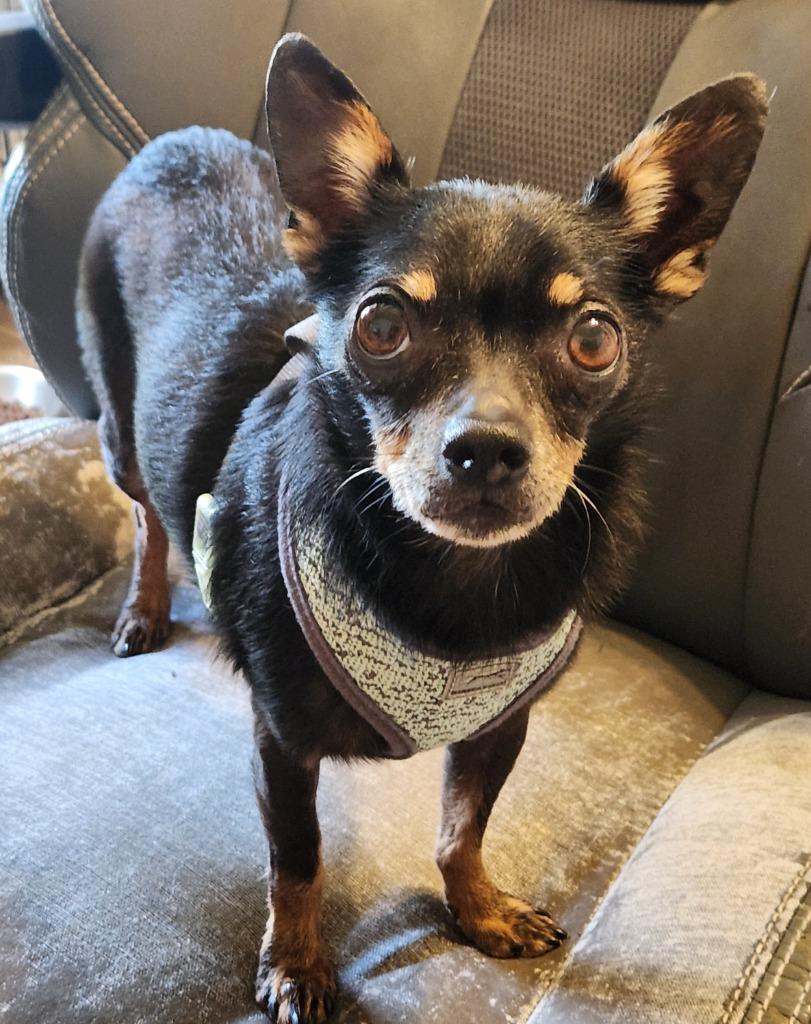 Nico, Adoptable, Adult Male Chihuahua.