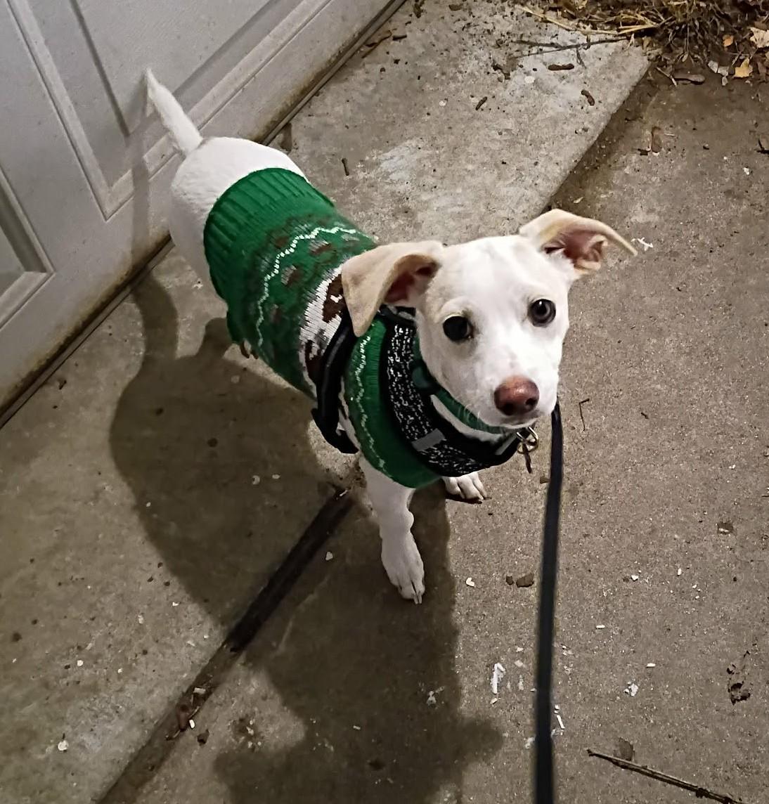 Seymour, ADOPTABLE, Puppy Male Chihuahua.