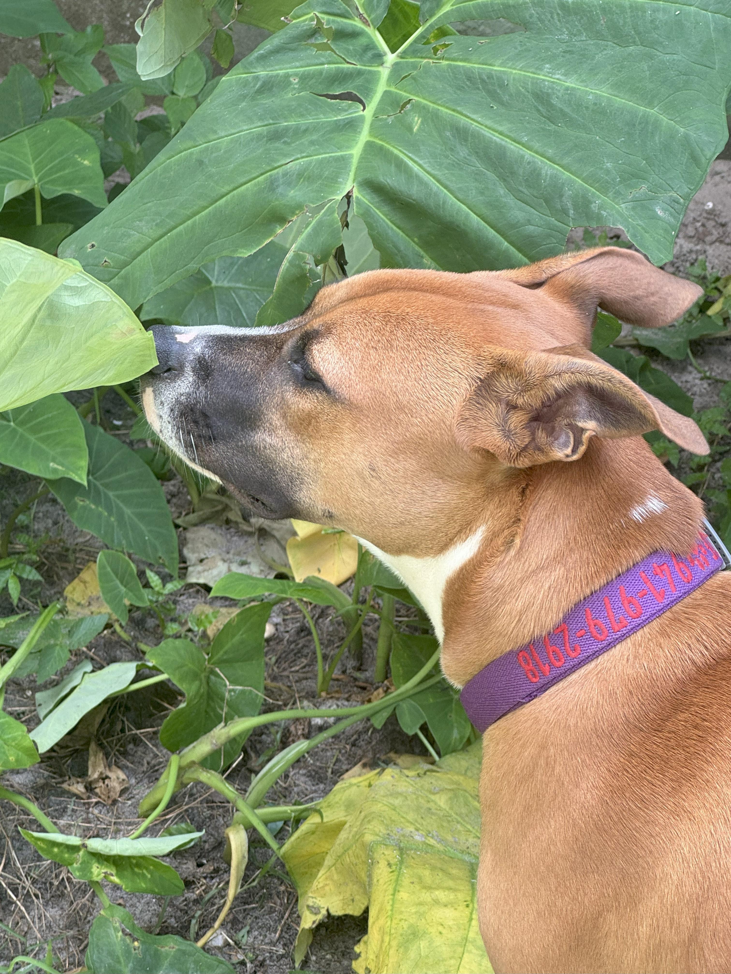 Rosie, a Adoptable mixed breed in Boca Raton, FL image 2/3