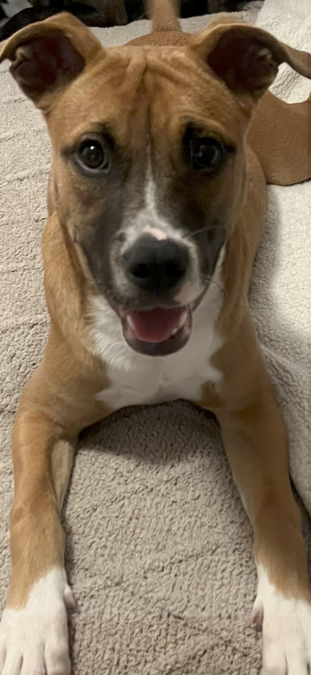 Rosie, a Adoptable mixed breed in Boca Raton, FL image 3/3