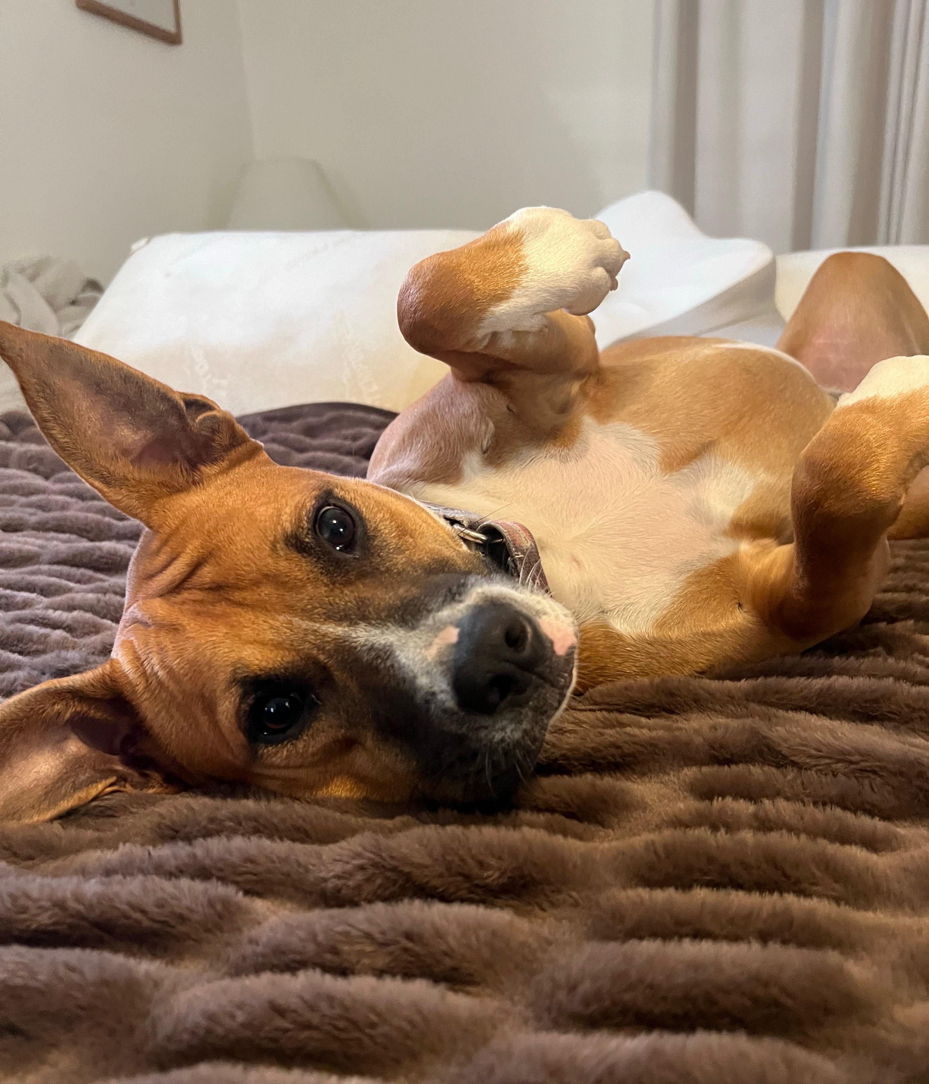 Rosie, Adoptable, Young Female Black Mouth Cur.