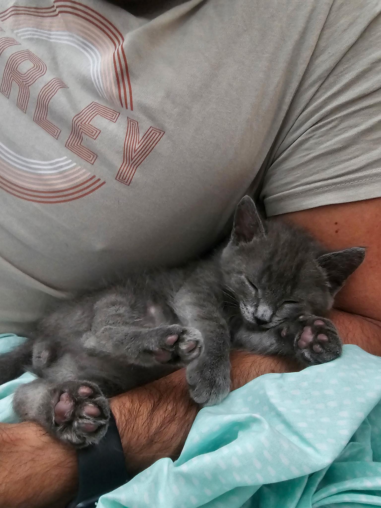 Jasper, ADOPTABLE, Kitten Female Russian Blue.