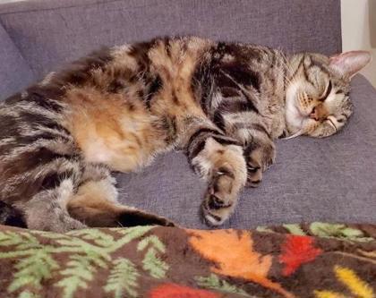 Enlarge Marble Tiger, a Adoptable Domestic Short Hair in Fort Worth, TX image 1/6