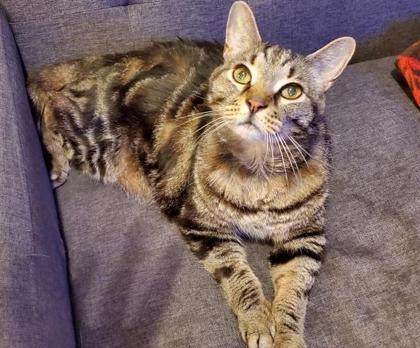 Enlarge Marble Tiger, a Adoptable Domestic Short Hair in Fort Worth, TX image 2/6