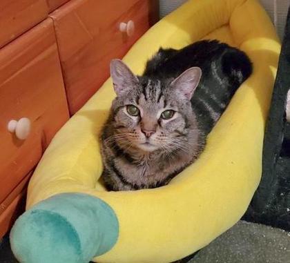 Enlarge Marble Tiger, a Adoptable Domestic Short Hair in Fort Worth, TX image 3/6