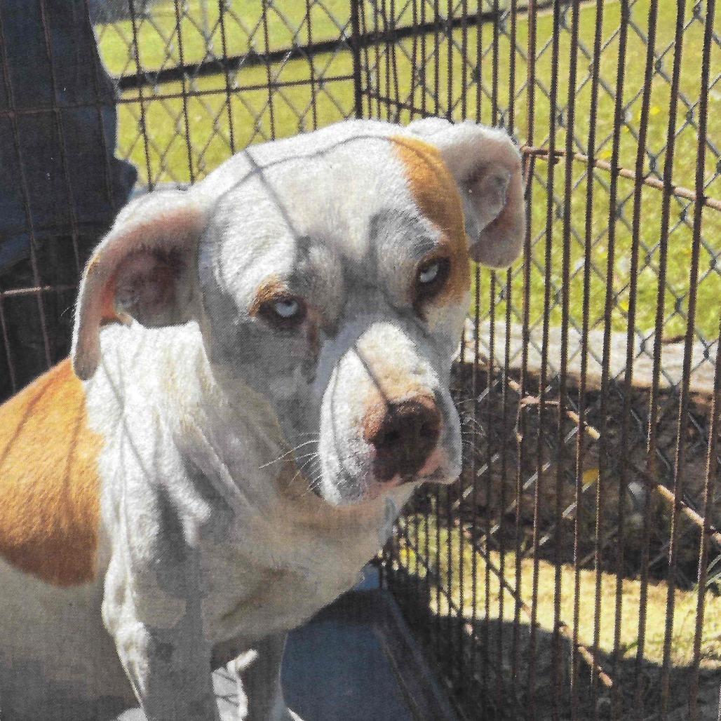 Bluey, a Adoptable Pit Bull Terrier in Dillon, SC image 2/3