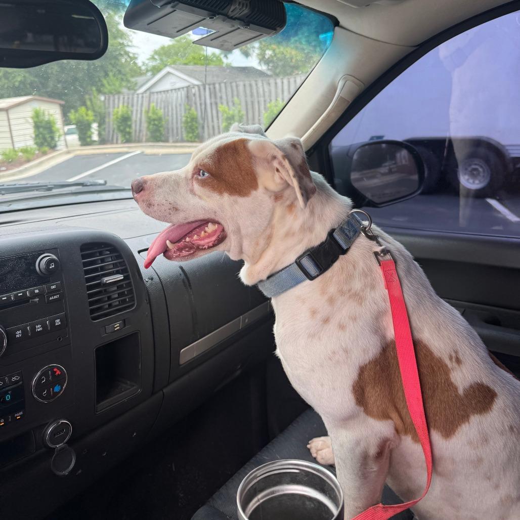 Bluey, a Adoptable Pit Bull Terrier in Dillon, SC image 3/3
