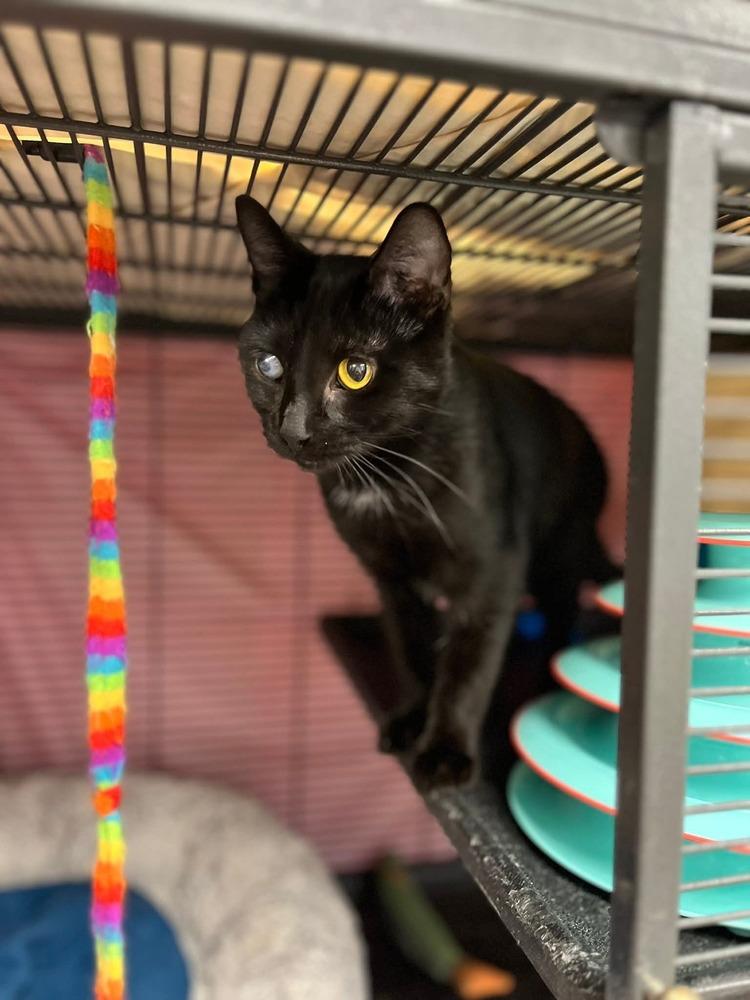 Enlarge Ember, a Adoptable mixed breed in Papillion, NE image 1/1