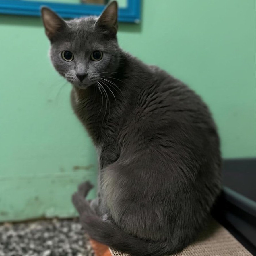 Tallahassee, adopted, Young Female Domestic Short Hair.
