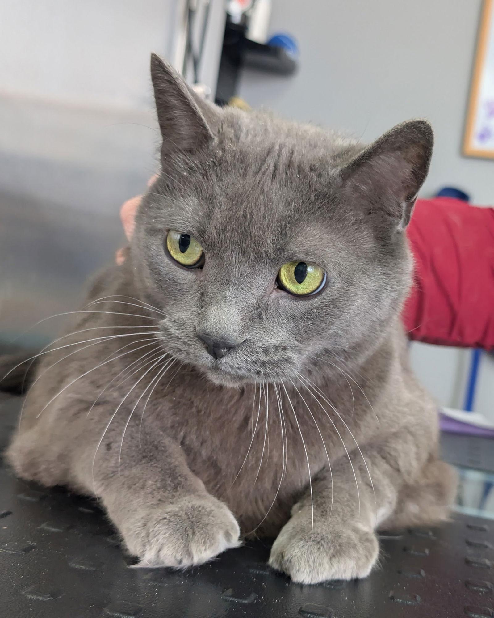 Enlarge C312 Litter Sterling, a Adopted Domestic Short Hair in Livonia, MI image 1/2