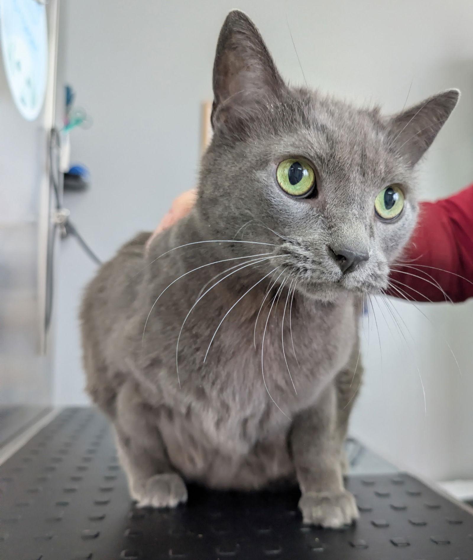 Enlarge C312 Litter Sterling, a Adopted Domestic Short Hair in Livonia, MI image 2/2