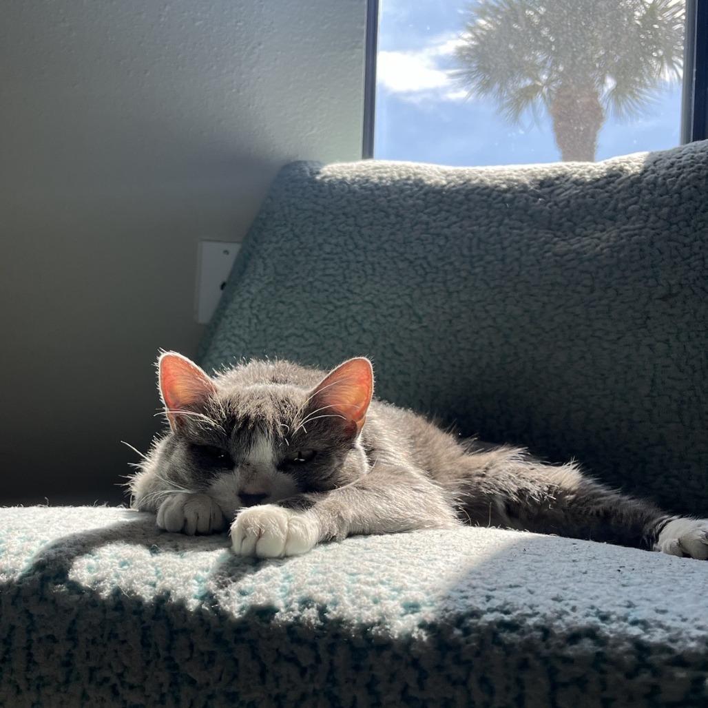 Hank, Adoptable, Senior Male Domestic Short Hair.