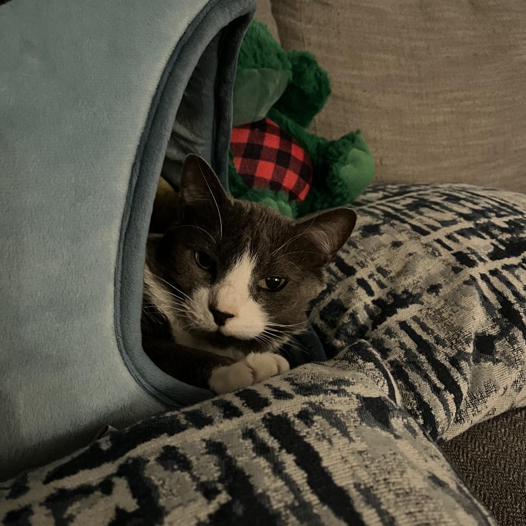 Enlarge Hank, a Adoptable Domestic Short Hair in Clearwater, FL image 2/6