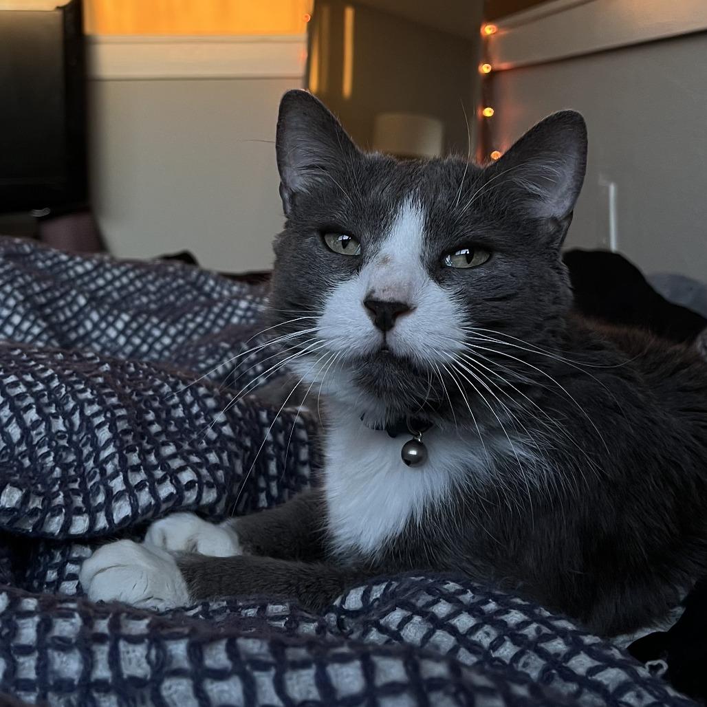 Enlarge Hank, a Adoptable Domestic Short Hair in Clearwater, FL image 3/6