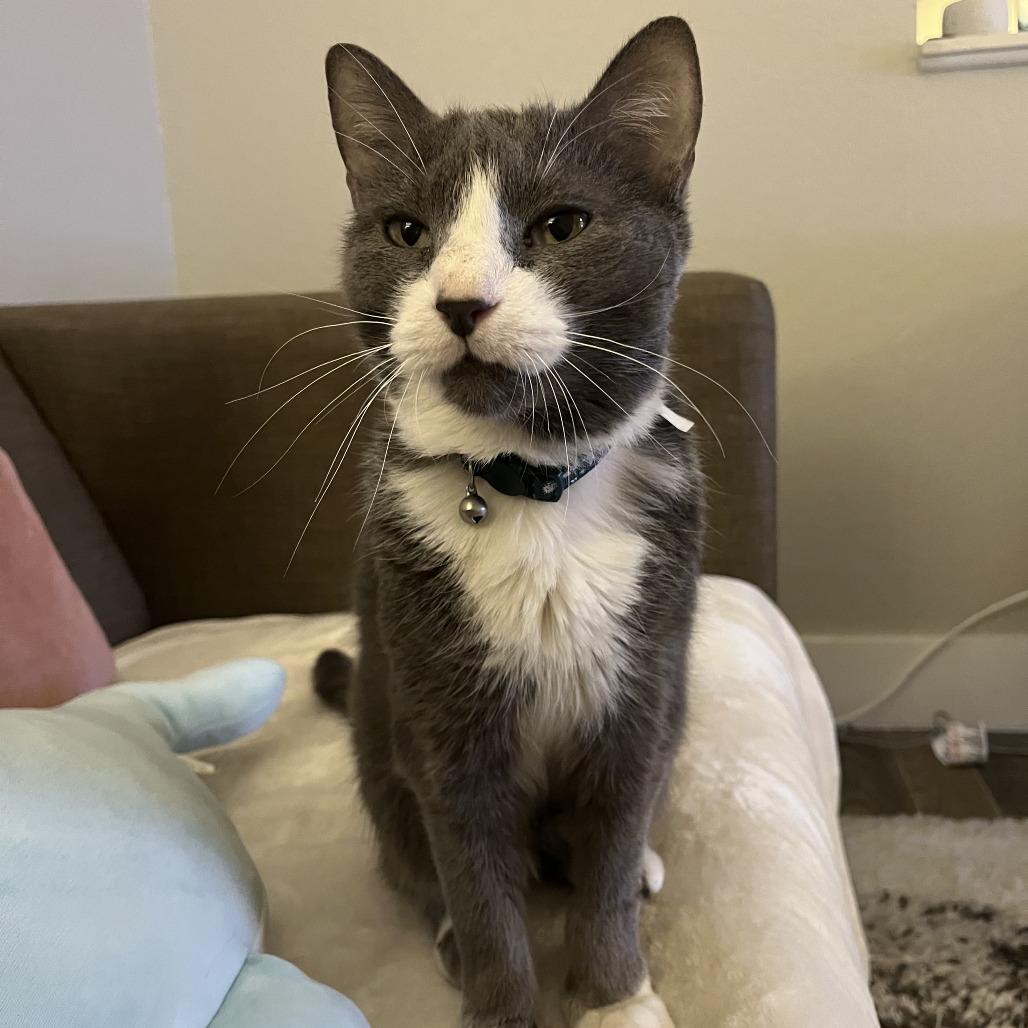 Enlarge Hank, a Adoptable Domestic Short Hair in Clearwater, FL image 4/6