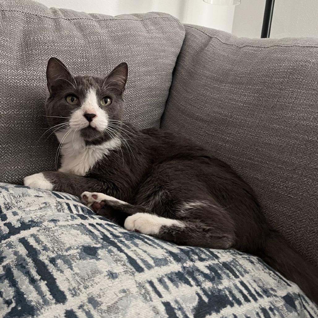 Enlarge Hank, a Adoptable Domestic Short Hair in Clearwater, FL image 5/6