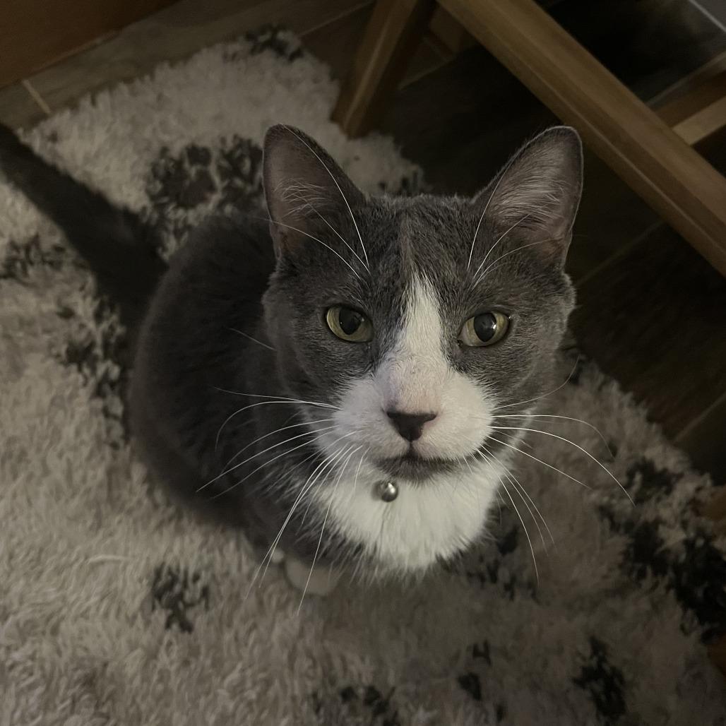 Enlarge Hank, a Adoptable Domestic Short Hair in Clearwater, FL image 6/6