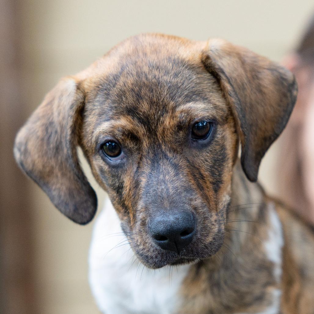 Brandi, Adoptable, Puppy Female Plott Hound & Mixed Breed.
