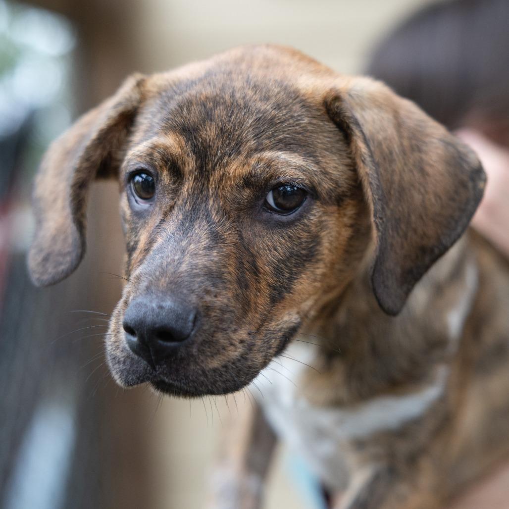 Enlarge Brandi, a Adoptable mixed breed in Wimberley, TX image 2/6