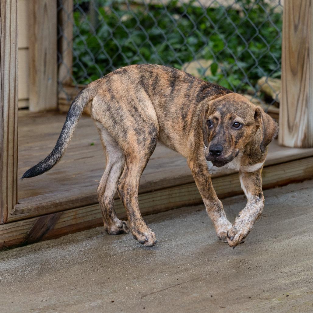 Enlarge Brandi, a Adoptable mixed breed in Wimberley, TX image 3/6
