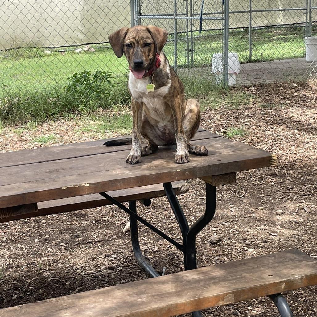 Brandi, a Adoptable mixed breed in Wimberley, TX image 2/6