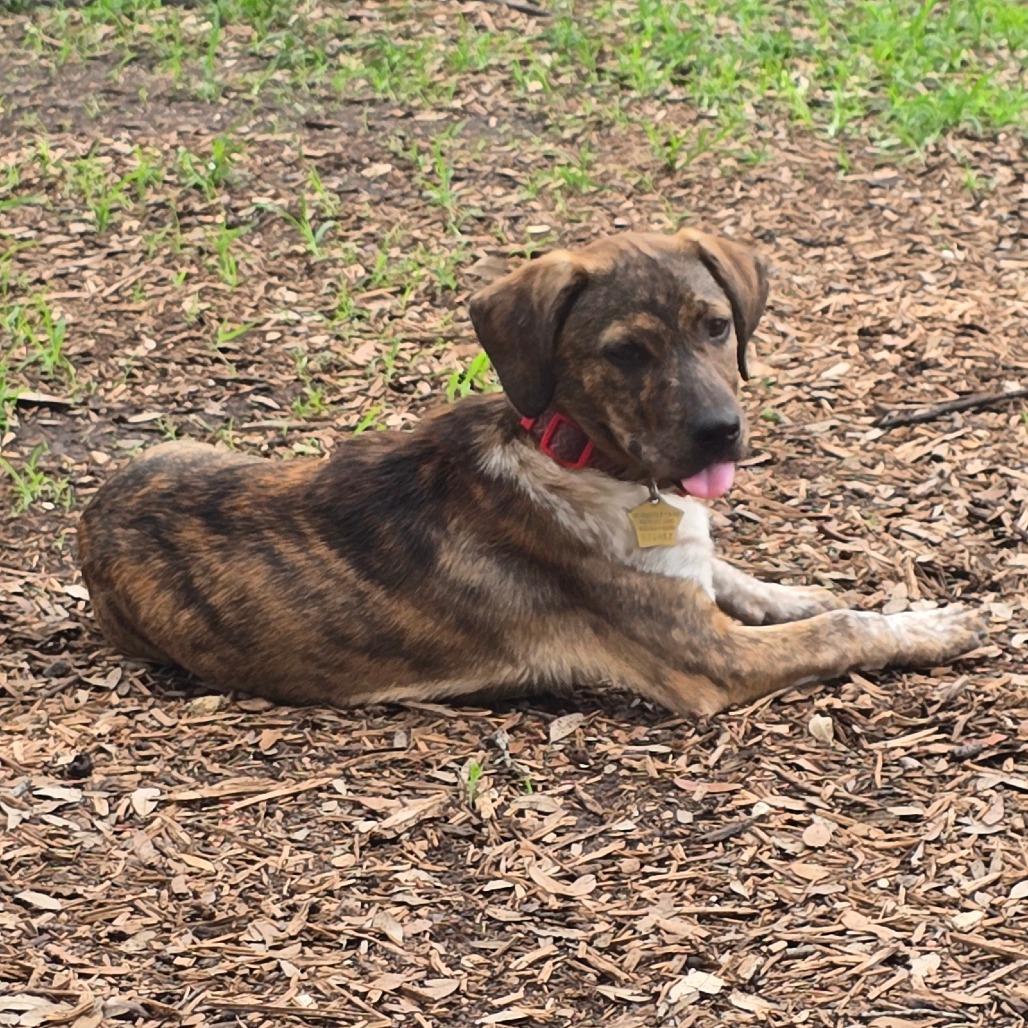 Brandi, a Adoptable mixed breed in Wimberley, TX image 3/6
